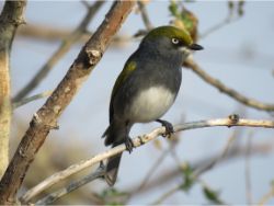 Slaty Vireo